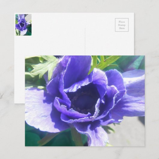 Marguerite Postkarte (Vorne/Hinten)