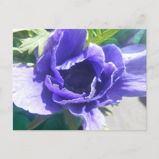 Marguerite Postkarte (Vorderseite)