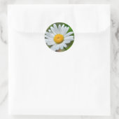 Marguerite-wild-Blume426 WILDBLUMEN DAISY SPRIN Runder Aufkleber (Tasche)