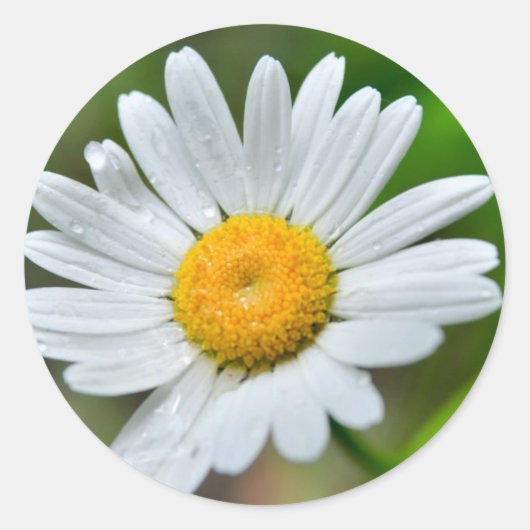 Marguerite-wild-Blume426 WILDBLUMEN DAISY SPRIN Runder Aufkleber (Vorderseite)