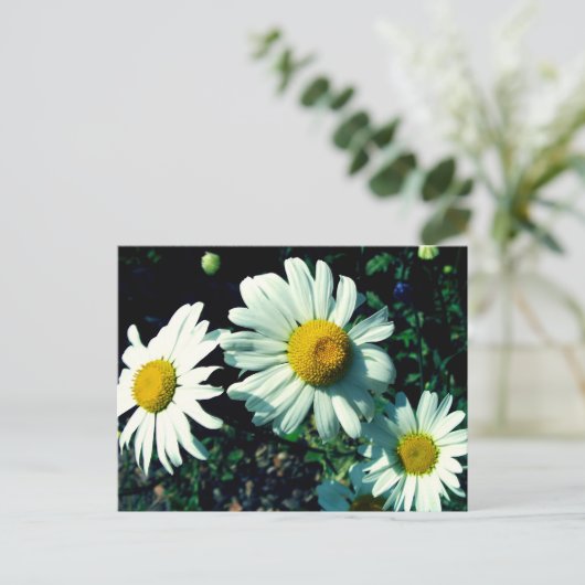 Margueriten Postkarte (Stehend Vorderseite)