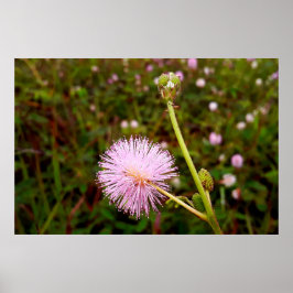 Maria-fecha-a-porta 2 poster