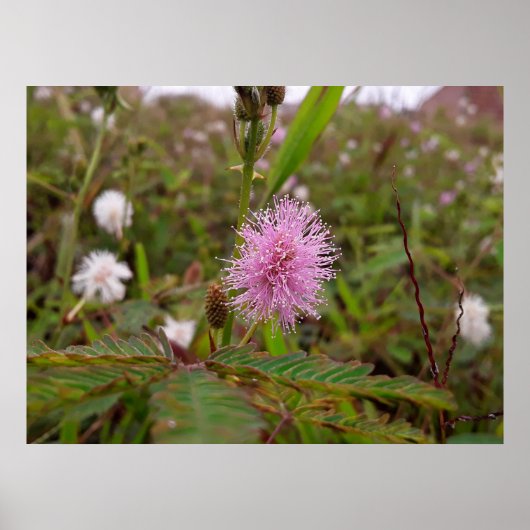 Maria fecha a porta - Campo Poster (Vorne)