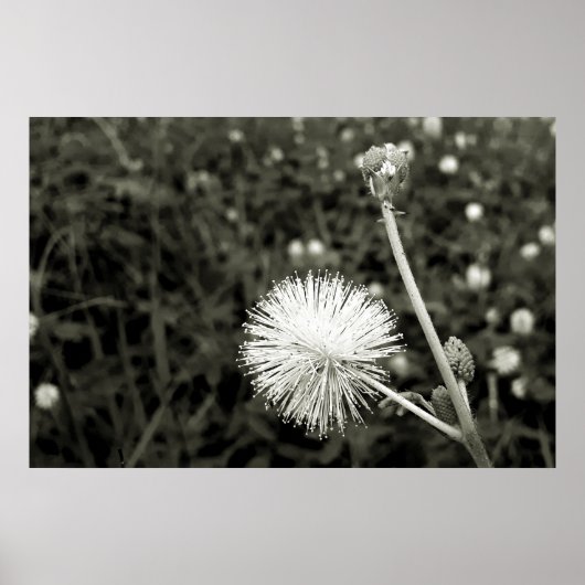 Maria fecha a porta - Com Broto Poster (Vorne)