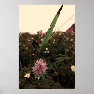 Maria-fecha-a-porta -FILTRO Poster