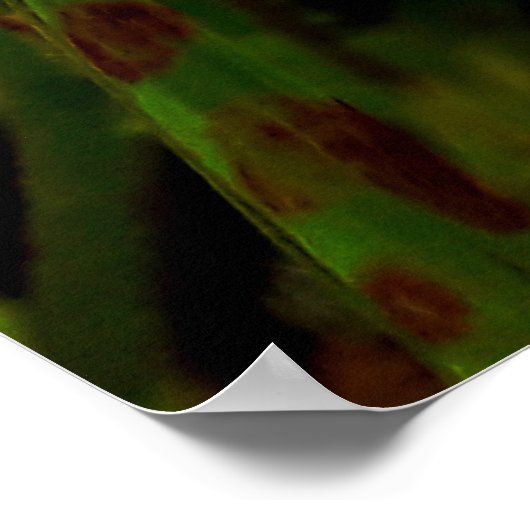 Maria-fecha-a-porta lilas poster (Ecke)