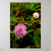 Maria-fecha-a-porta lilas poster (Vorne)