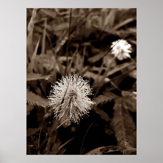 Maria-fecha-a-porta old poster (Vorne)