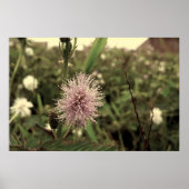 Maria-fecha-a-porta - OLD Poster (Vorne)