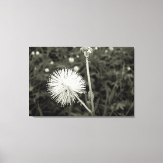 Maria-fecha-a-porta - p&b leinwanddruck