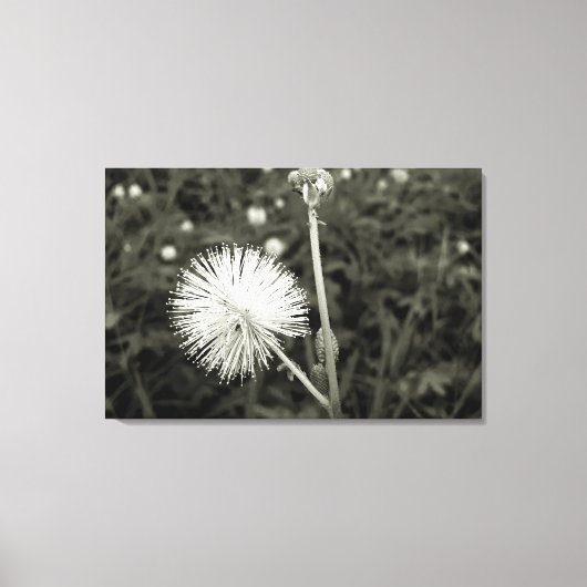 Maria-fecha-a-porta - p&b leinwanddruck (Vorderseite)