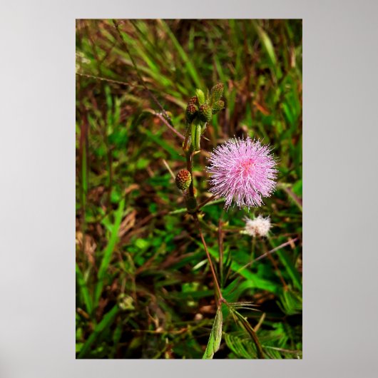 Maria-fecha-a-porta Poster (Vorne)