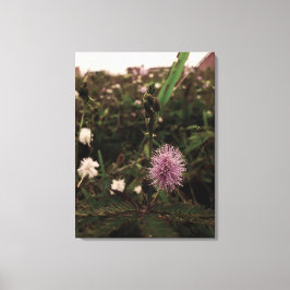 Maria-fecha-a-porta - ROSA Leinwanddruck