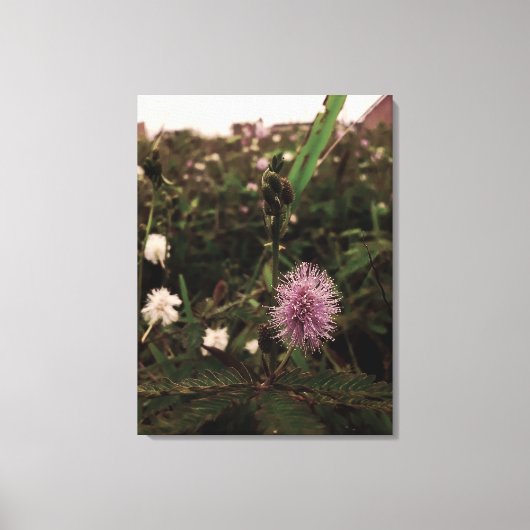 Maria-fecha-a-porta - ROSA Leinwanddruck (Vorderseite)