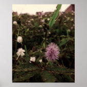 Maria-fecha-a-porta - ROSA Poster (Vorne)