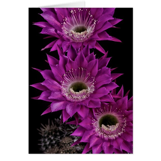 Maria Piazza bis zum dritten (Vorne)