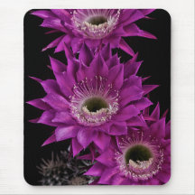 Maria Piazza bis zum dritten