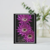 Maria Piazza bis zum dritten Postkarte (Stehend Vorderseite)