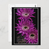 Maria Piazza bis zum dritten Postkarte (Vorne/Hinten)