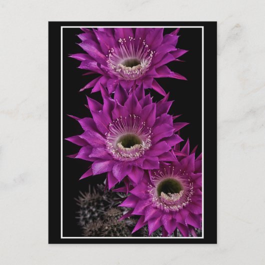 Maria Piazza bis zum dritten Postkarte (Vorderseite)