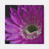 Maria Piazza blüht Magnet (Vorne)