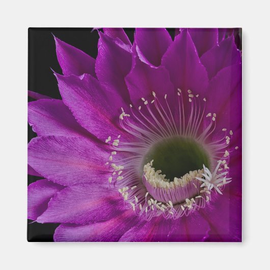 Maria Piazza blüht Magnet (Vorne)