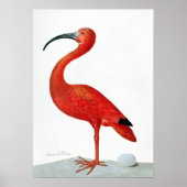 Maria Sibylla Merian Scarlet Ibis mit einem Ei Poster (Vorne)