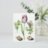 Maria Sibylla Merian Tulip, zwei Zweigstellen Myrt Postkarte (Stehend Vorderseite)