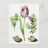 Maria Sibylla Merian Tulip, zwei Zweigstellen Myrt Postkarte (Vorderseite)