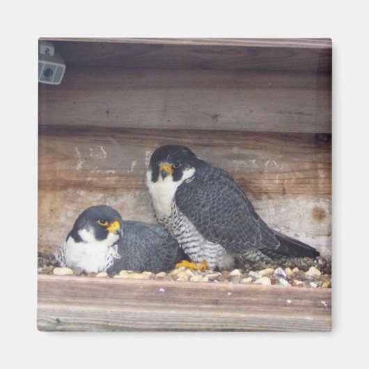 Mariah und Kaver Magnet (Vorne)