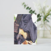 Mariana-Frucht-Schläger Postkarte (Stehend Vorderseite)