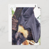 Mariana-Frucht-Schläger Postkarte (Vorne/Hinten)