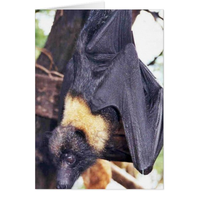 Mariana Fruit Bat (Vorne)
