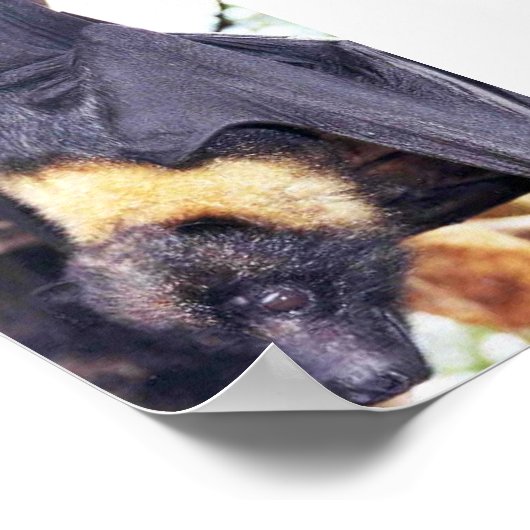 Mariana Fruit Bat Poster (Ecke)
