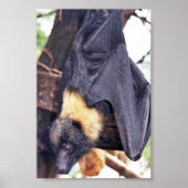 Mariana Fruit Bat Poster (Vorne)