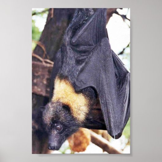 Mariana Fruit Bat Poster (Vorne)