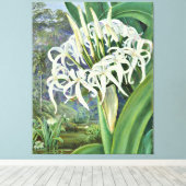 Marianne North - A Bornean Crinum Leinwanddruck (Insitu (Holzboden))