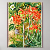Marianne North - Aloe and Passion Blume Poster (Vorne)