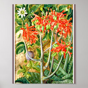 Marianne North - Aloe und Passionsblume Poster