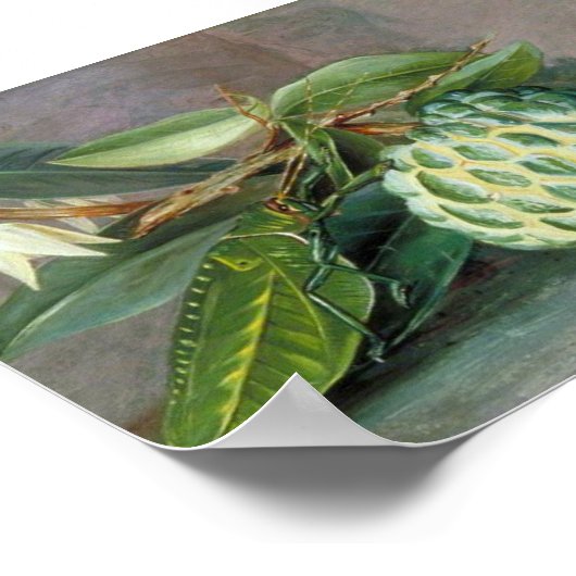 Marianne North - Custard Apple Art Poster (Ecke)