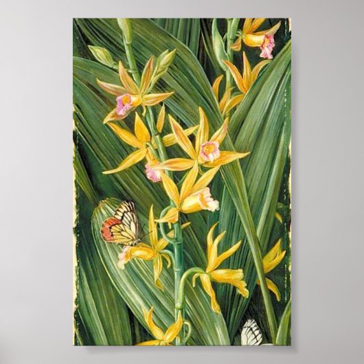 Marianne North - Ein Orchid und Schmetterlinge Poster (Vorne)