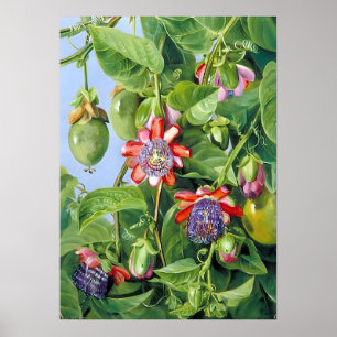 Marianne North Fruit of the Passion Blume Poster