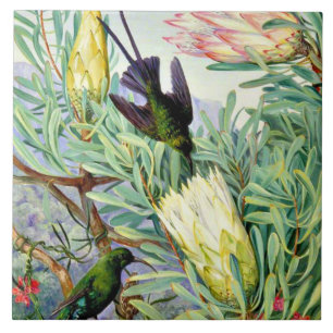 Marianne North, Honigblumen und Honigsauger, Fliese
