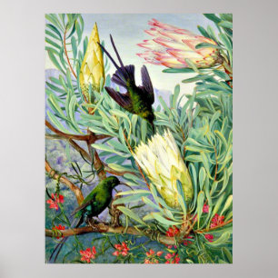 Marianne North - Honigblumen und Honigsauger Poster