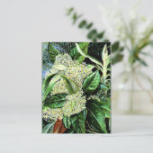 Marianne North - Olearia argophylla Postkarte (Stehend Vorderseite)