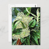 Marianne North - Olearia argophylla Postkarte (Vorne/Hinten)