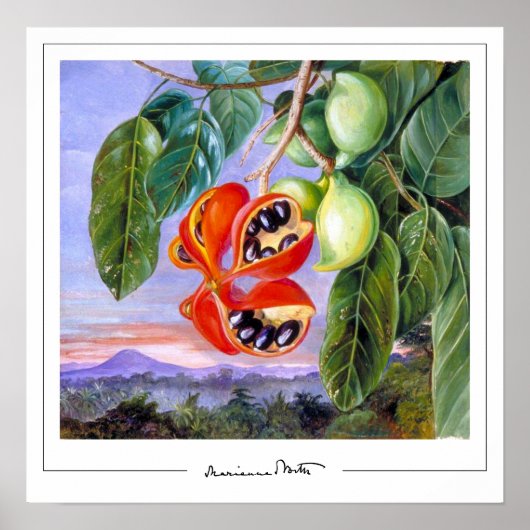 Marianne North Zedign Art Poster #9 (Vorne)