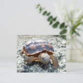 Marianne the Keya :) (Sehr junge Wüste Tortoise) Postkarte (Stehend Vorderseite)