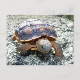 Marianne the Keya :) (Sehr junge Wüste Tortoise) Postkarte