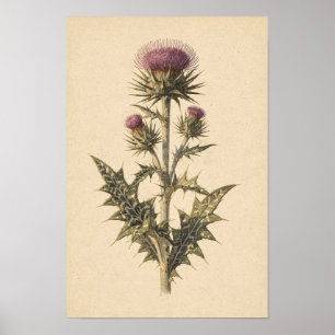Mariendistel-Botanik-Studie 12 × 18 Poster